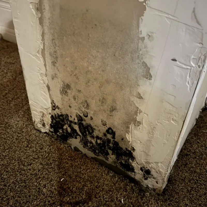Professional Mold Removal in Webster County, NE